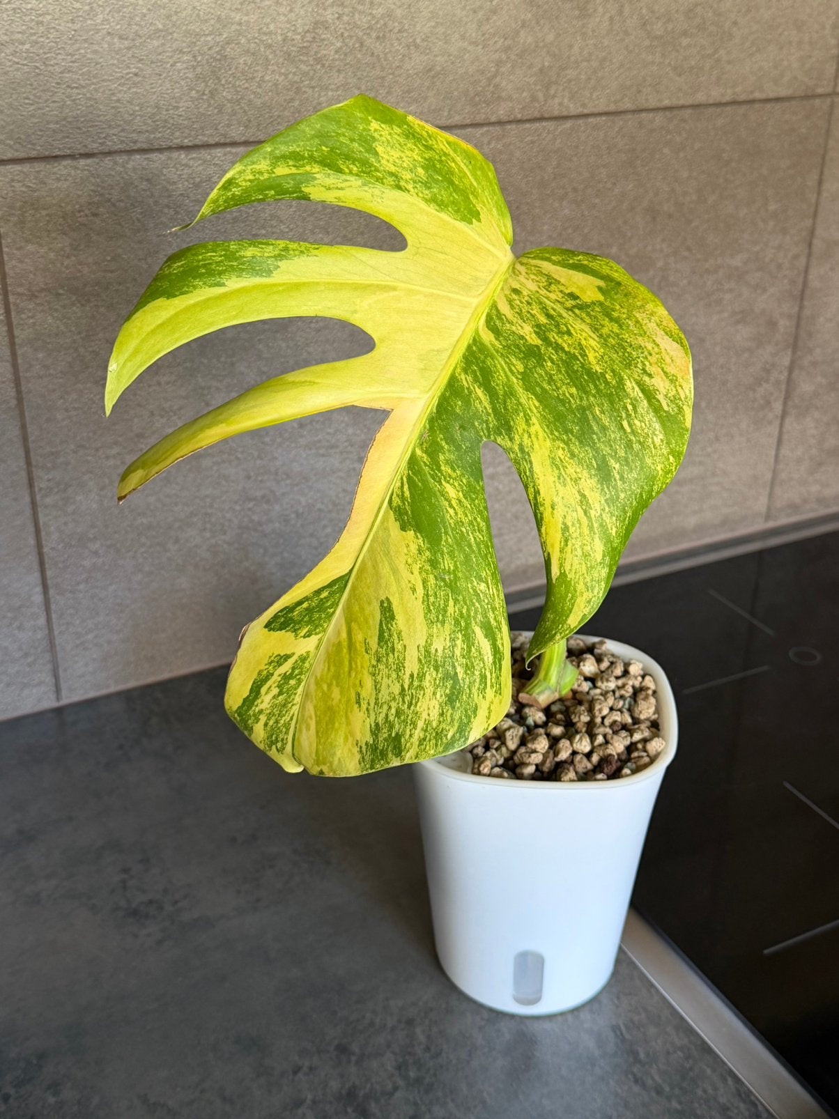Monstera Aurea | geworteld, Huis en Inrichting, Kamerplanten, Overige soorten, Minder dan 100 cm, Groene kamerplant, Halfschaduw