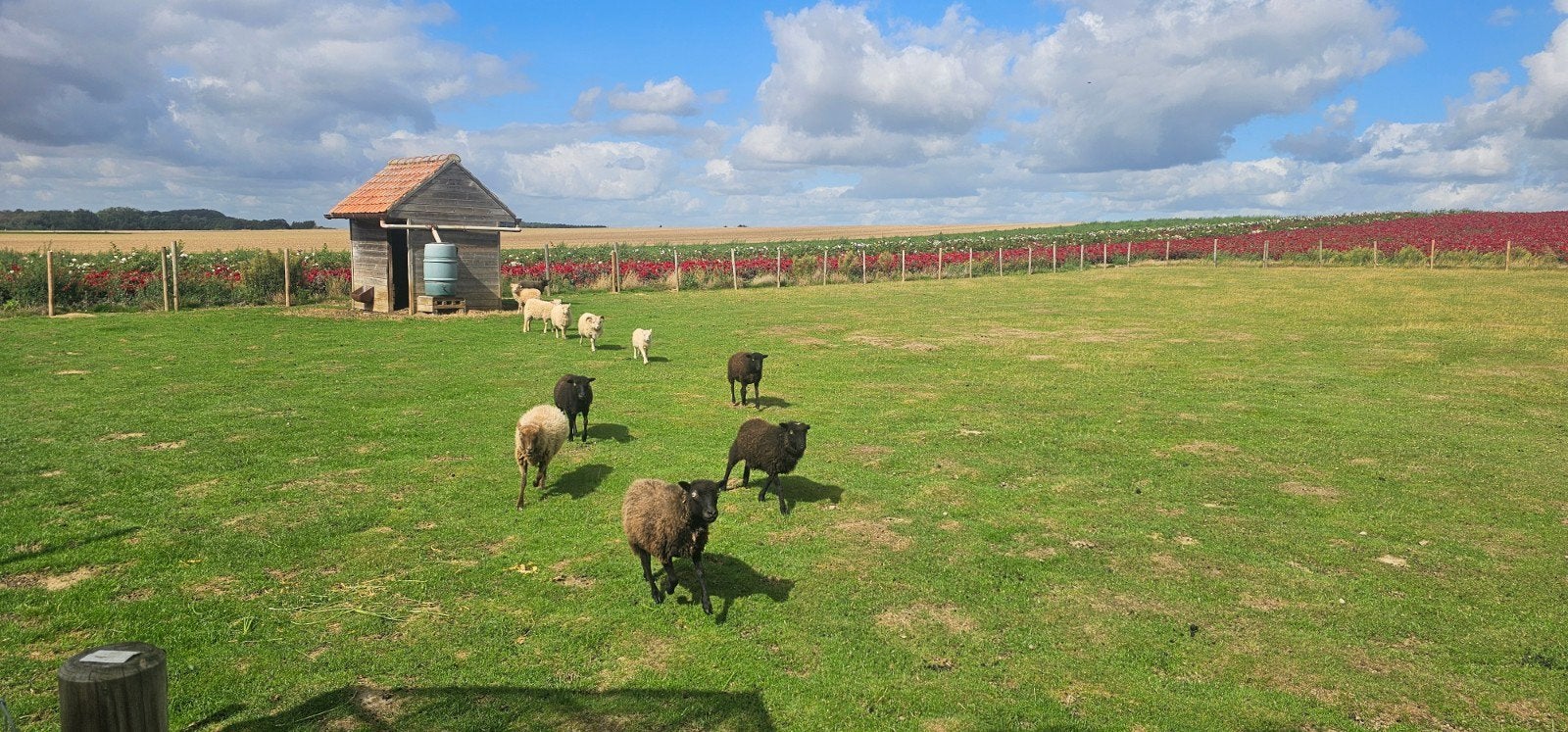 ouessant schaapjes, Mannelijk, Schaap, 0 tot 2 jaar