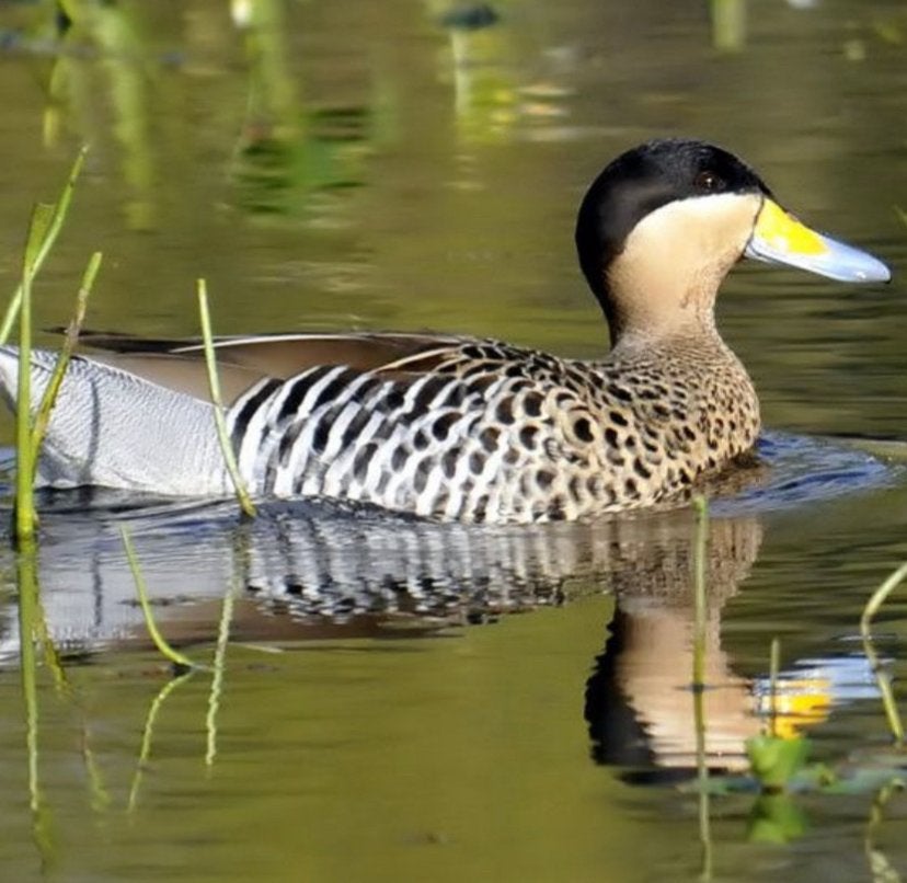 Versicolortaling/siereend, Plusieurs animaux, Canard