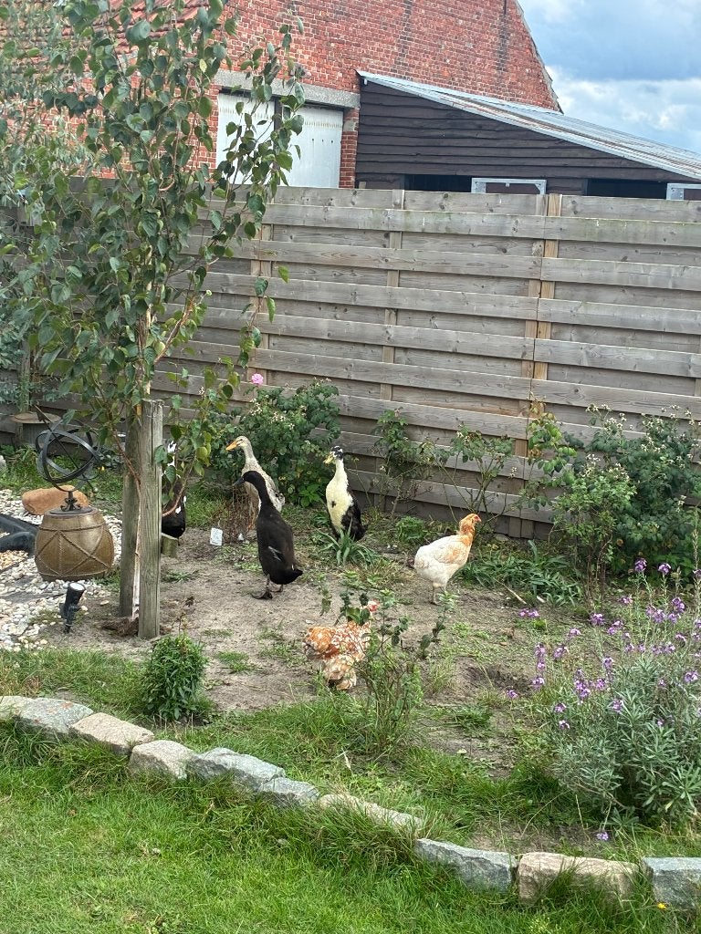 Loopeenden, Dieren en Toebehoren, Meerdere dieren, Eend