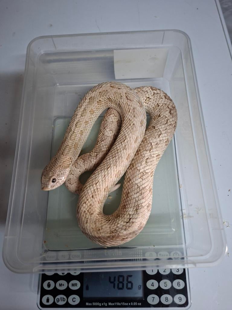 toxic hognose    1.1, Dieren en Toebehoren