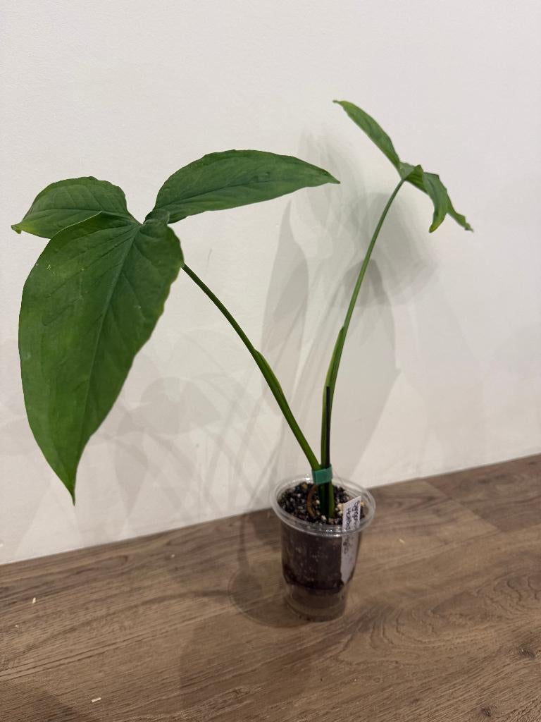 Syngonium Mottled Mojito, Autres espèces, Enlèvement ou Envoi, Moins de 100 cm, Plante verte
