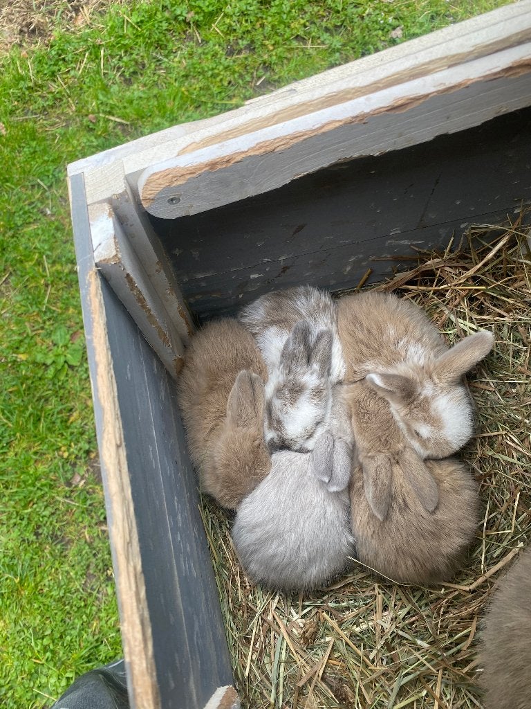 Mini lop konijntjes te koop, Animaux & Accessoires, Lapins, Nain, Plusieurs animaux, 0 à 2 ans, Oreilles tombantes