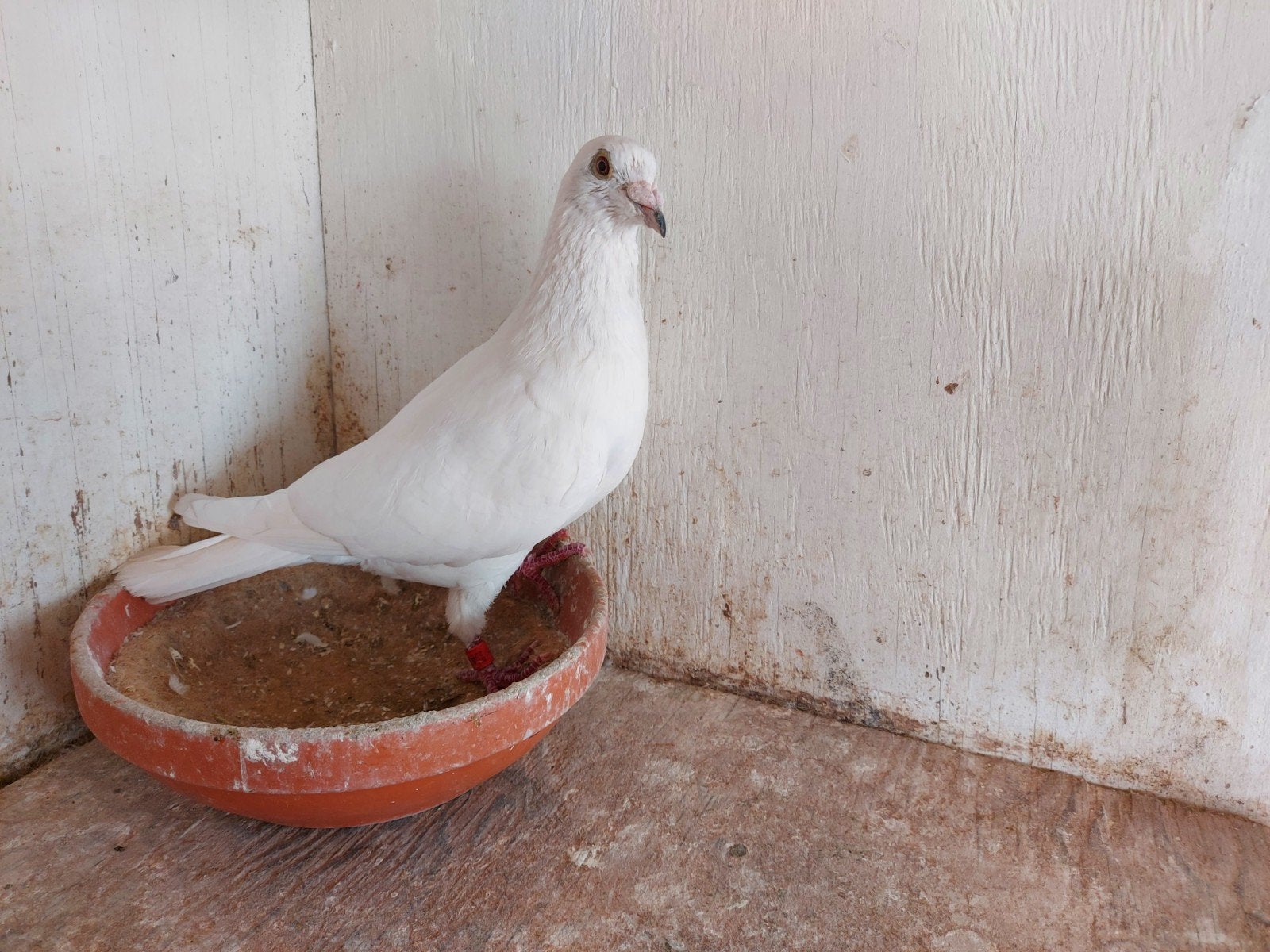 witte duiver 2022 met pedigree roger casier, Dieren en Toebehoren, Mannelijk, Postduif