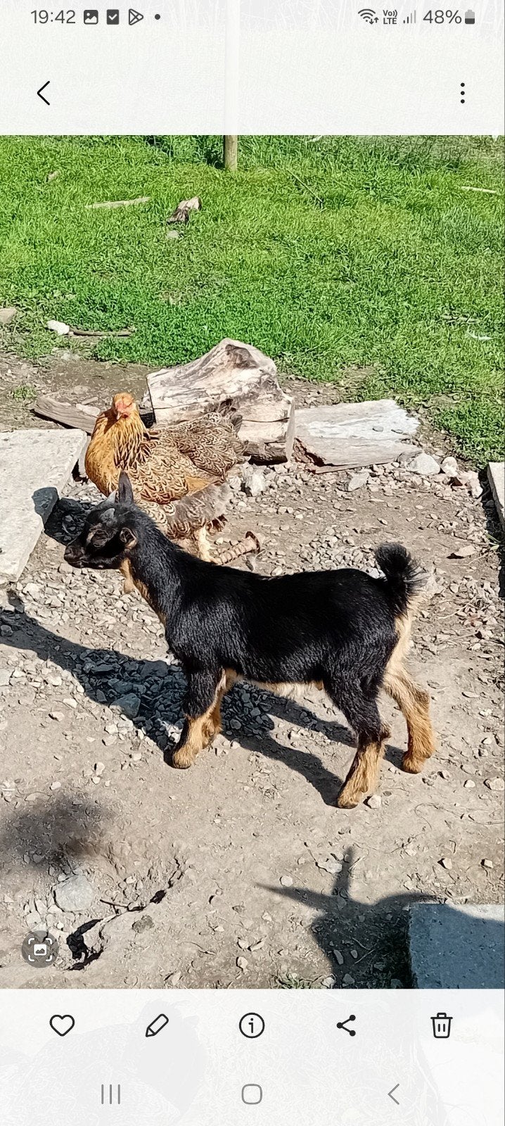 2 black and tan bokjes