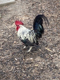 haan te koop, Animaux & Accessoires, Mâle, Poule ou poulet