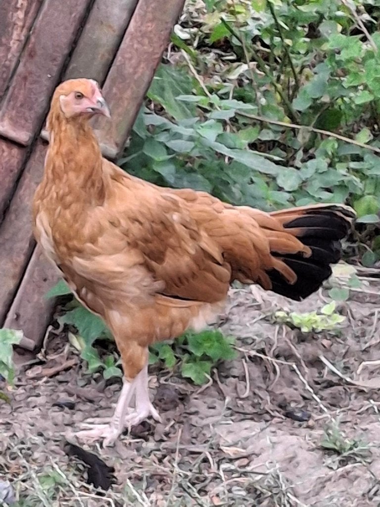 poule, Plusieurs animaux, Poule ou poulet