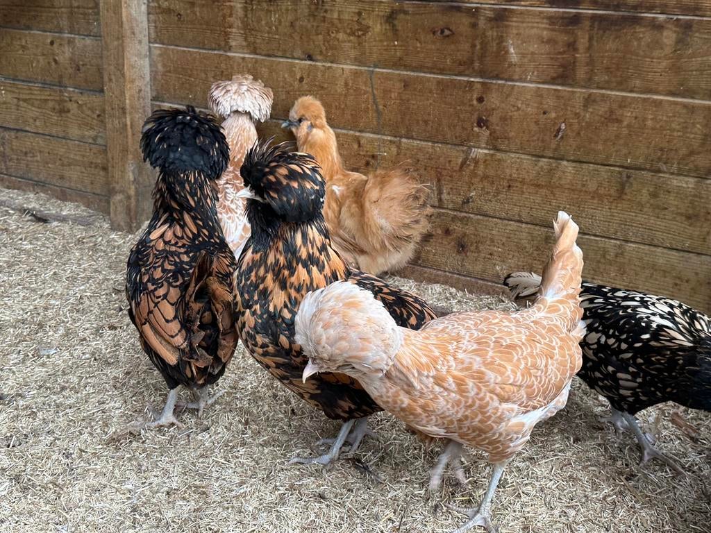 Padua verschillende kleuren, Dieren en Toebehoren