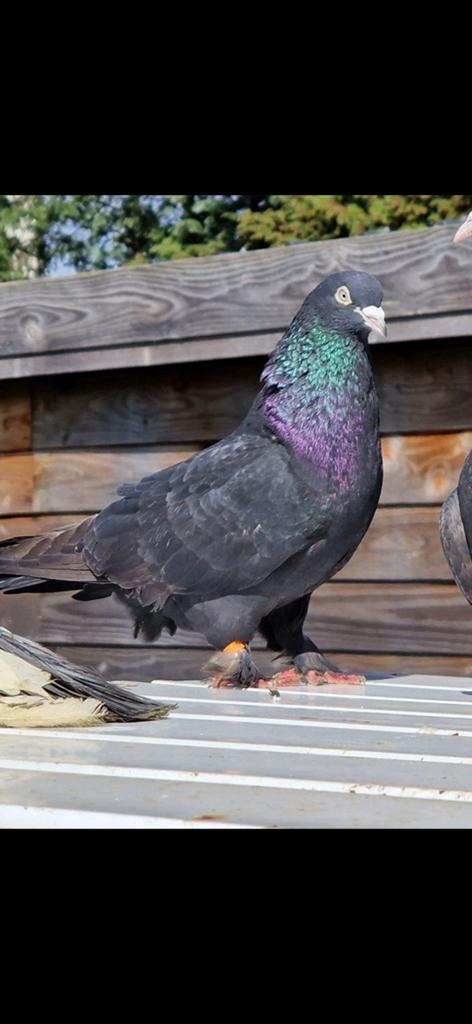 Takla duiven te koop, Dieren en Toebehoren, Vogels | Duiven