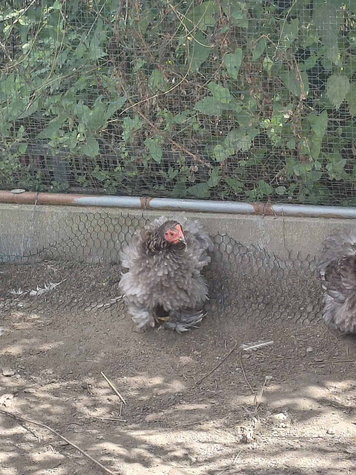 trio cochin 2026, Animaux & Accessoires, Plusieurs animaux, Poule ou poulet