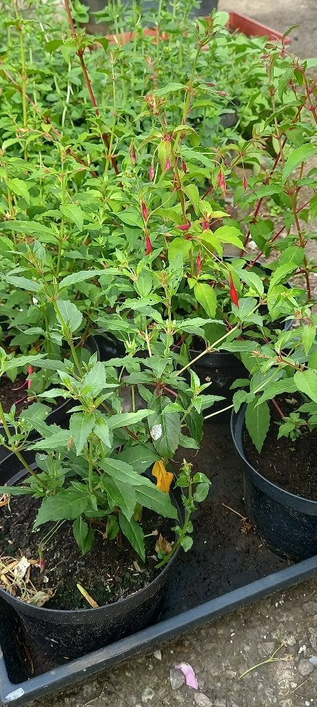 Fuchsia ricartonii, winterhard, Tuin en Terras, Planten | Tuinplanten, Ophalen, Zomer, Vaste plant, Halfschaduw