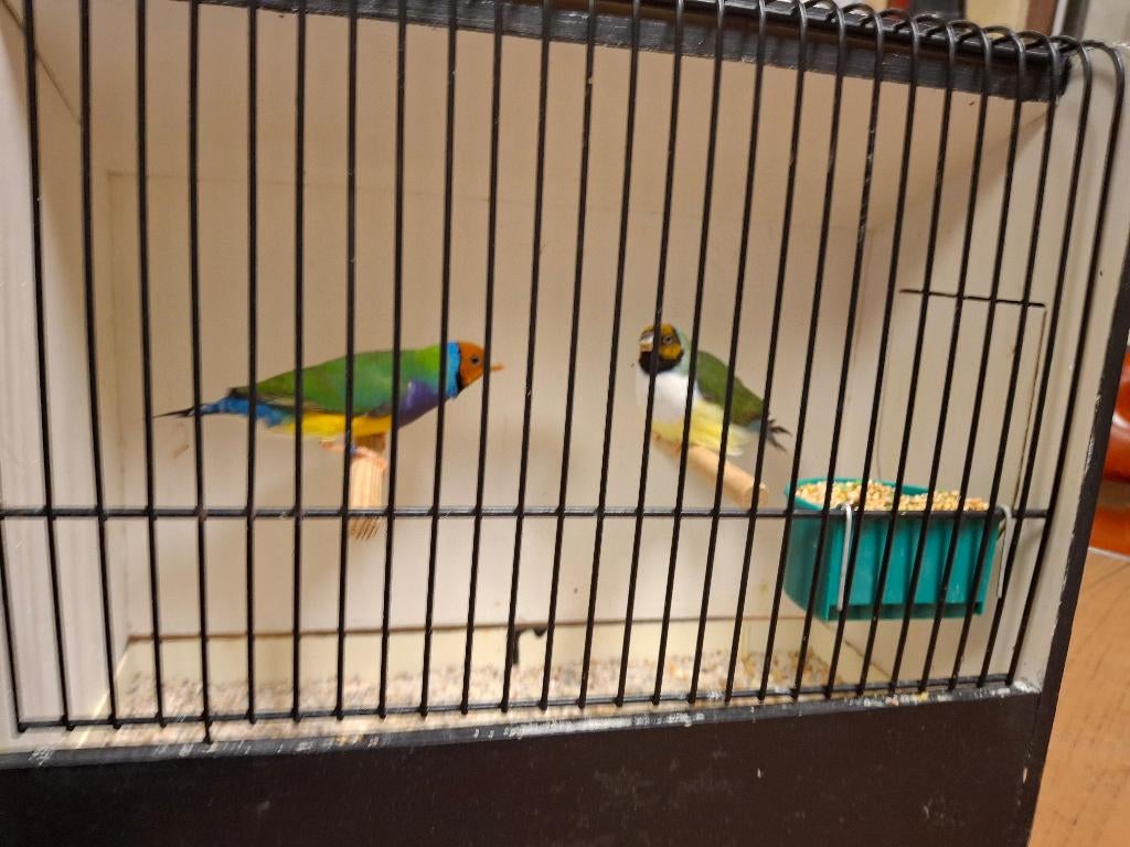 Exoten  te  koop  + Kruisingen, Dieren en Toebehoren, Meerdere dieren, Tropenvogel, Geringd