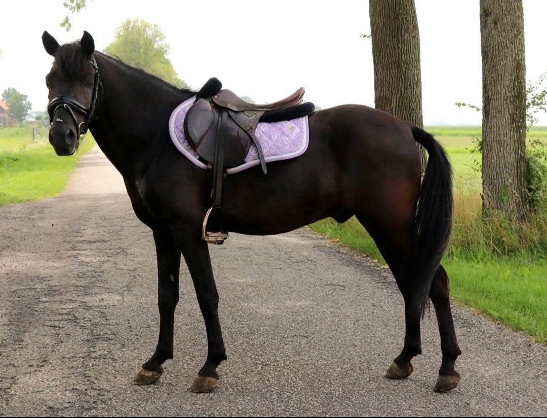 Lieve stoere knappe D pony, Ruin, D pony (1.37m tot 1.48m), Recreatiepony, 11 jaar of ouder