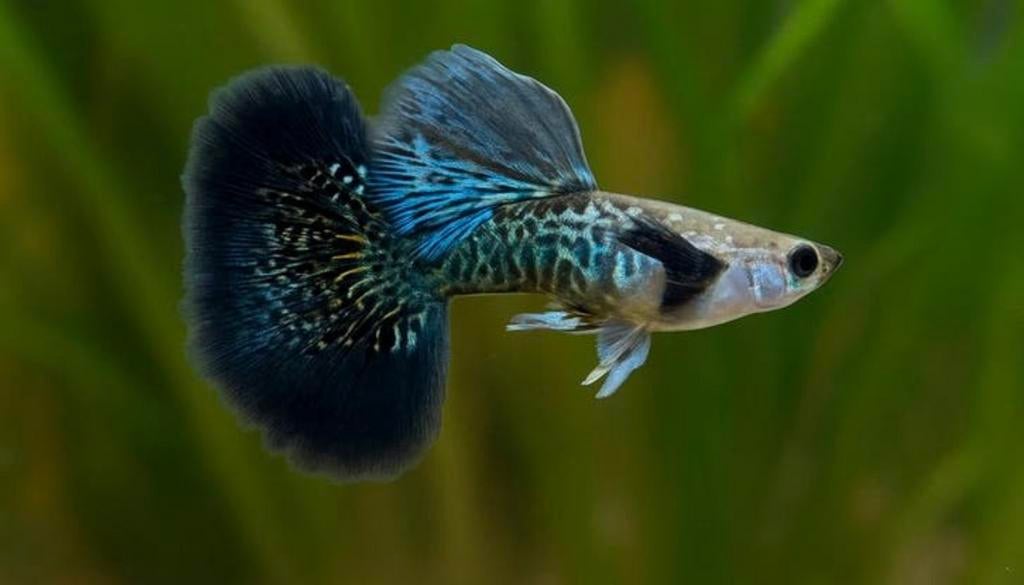 Green dragon guppen, Poisson d'eau douce