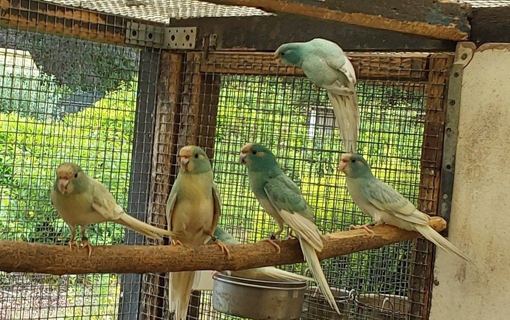Kakariki cremegezoomd en blgezoomd 26, Parkiet, Geringd