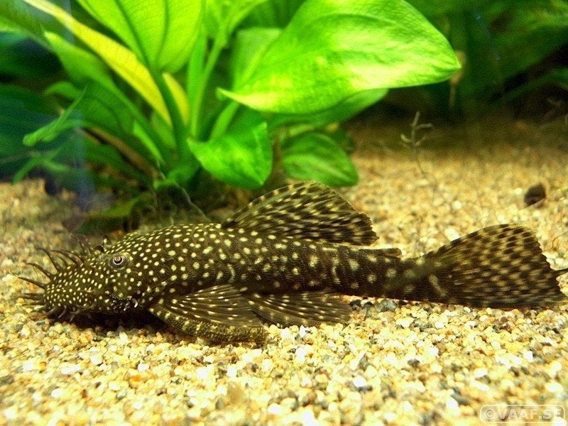 L144 wildkleur, ancistrus wildkleur, borstelneus, algeneter, Animaux & Accessoires, Poisson, Poisson d'eau douce