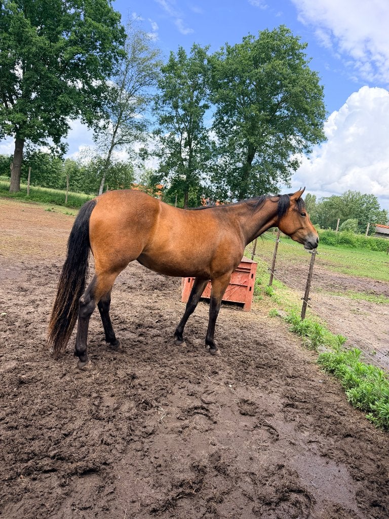 Merrie, Animaux & Accessoires, Chevaux, Avec puce électronique, Moins de 160 cm, Cheval western, 0 à 2 ans