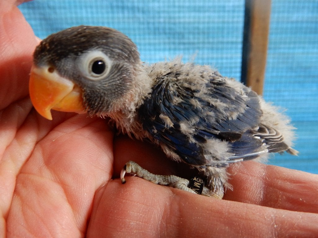Dwergpapegaaitjes (Agapornis Personata) voor handopfok, Dieren en Toebehoren, Vogels | Parkieten en Papegaaien, Geringd