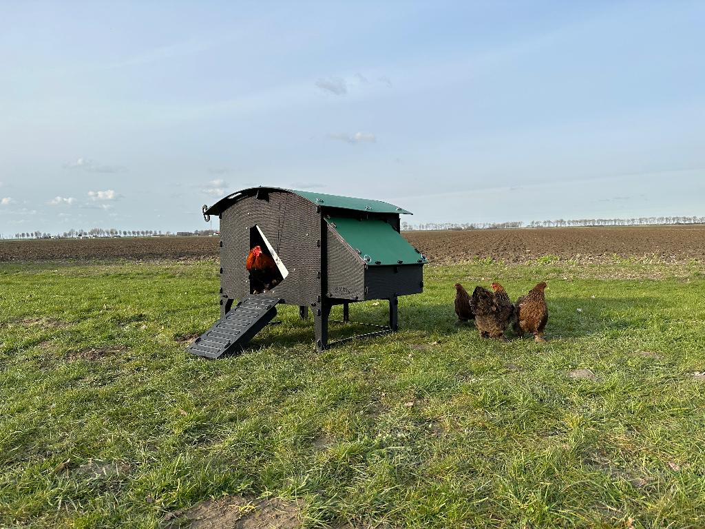 Kunststof Kippenhok – Nestera Large Op Pootjes, Dieren en Toebehoren, Ophalen of Verzenden, Nieuw, Kippenhok of Kippenren