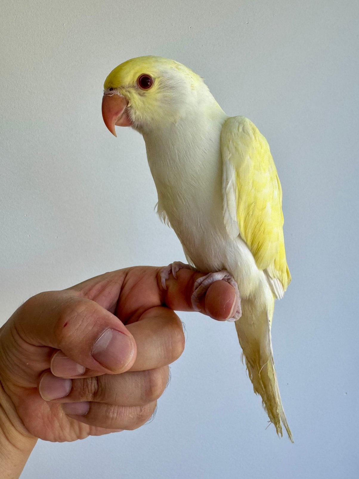 Halsbandparkiet baby geel en wit opaline 2026, Sexe inconnu