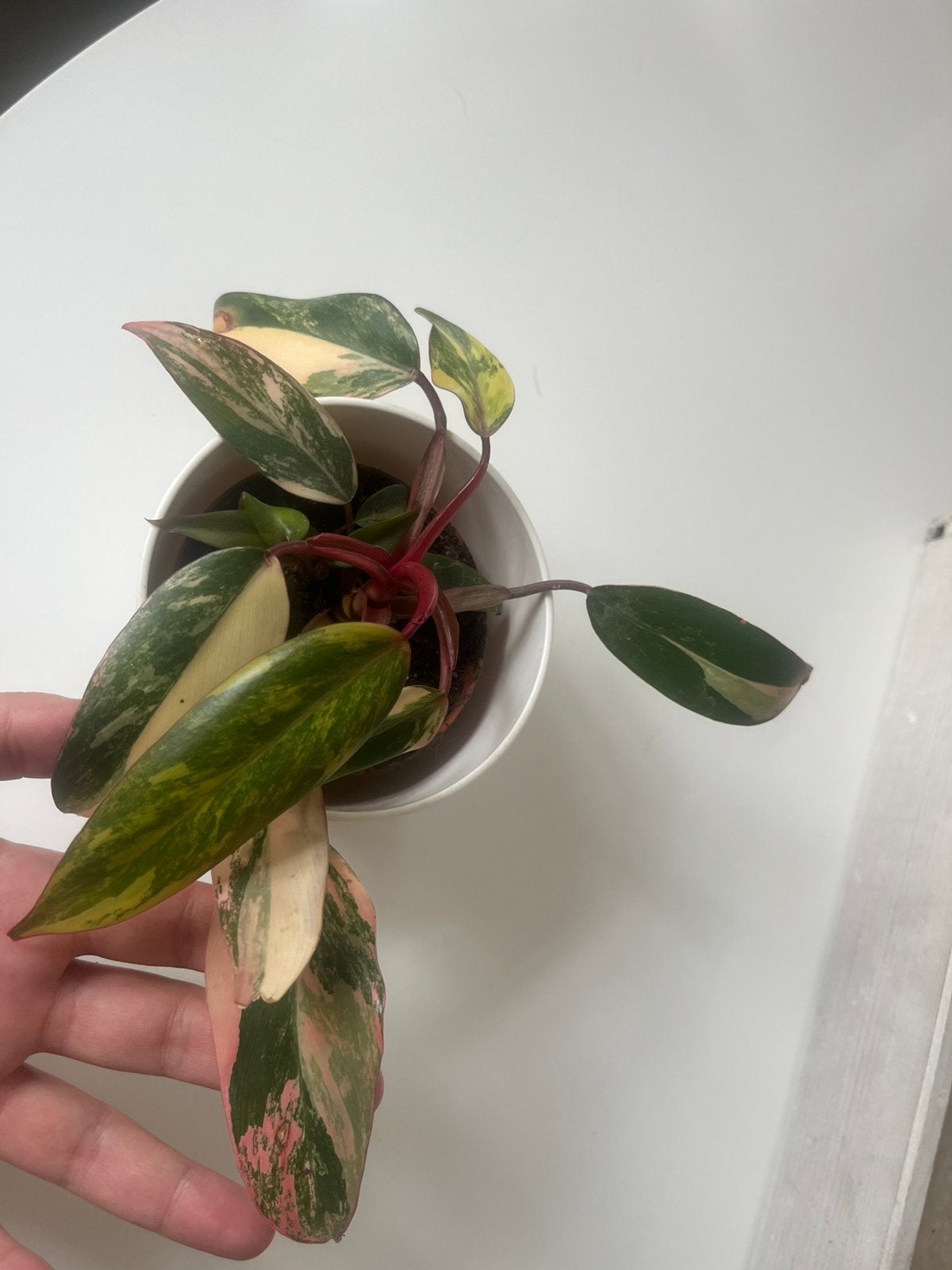 Philodendron strawberry shake, Enlèvement