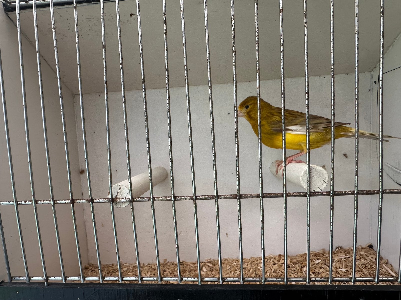 Canaris males, Animaux & Accessoires, Oiseaux | Canaris, Canari chanteur