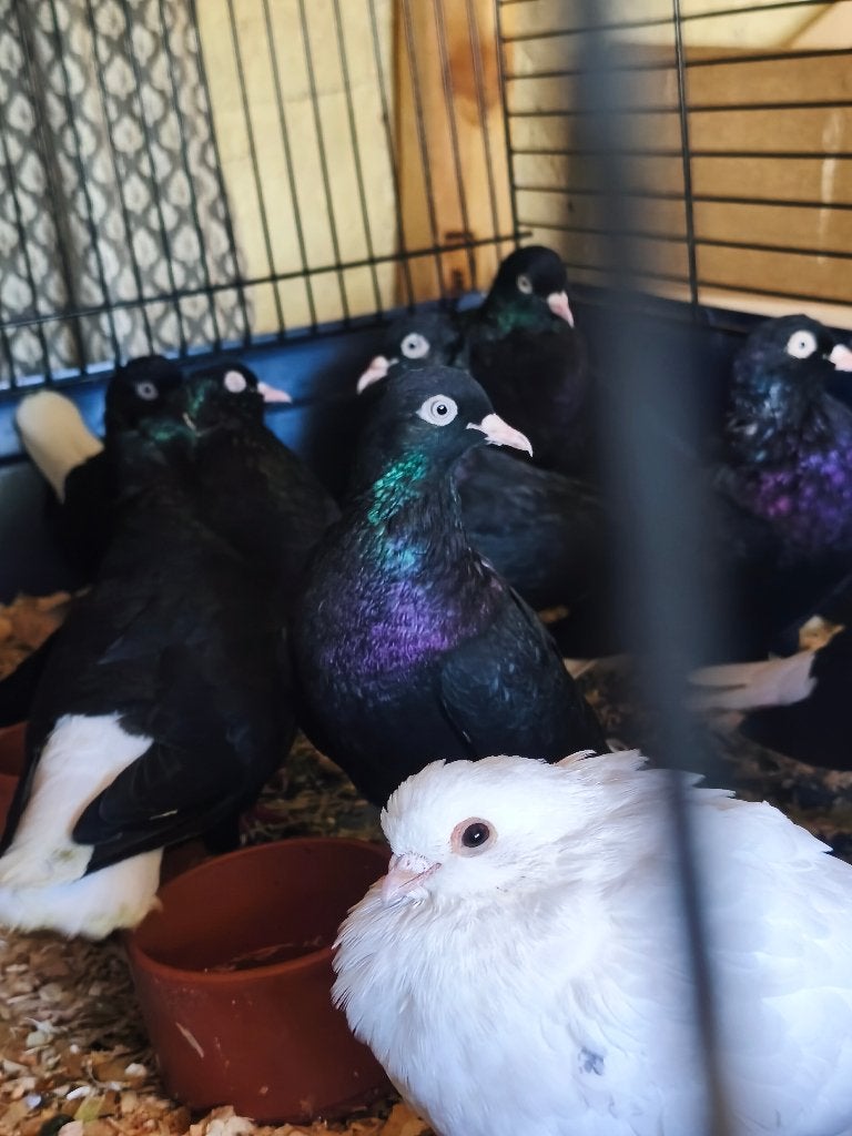 Duiven te koop, Dieren en Toebehoren