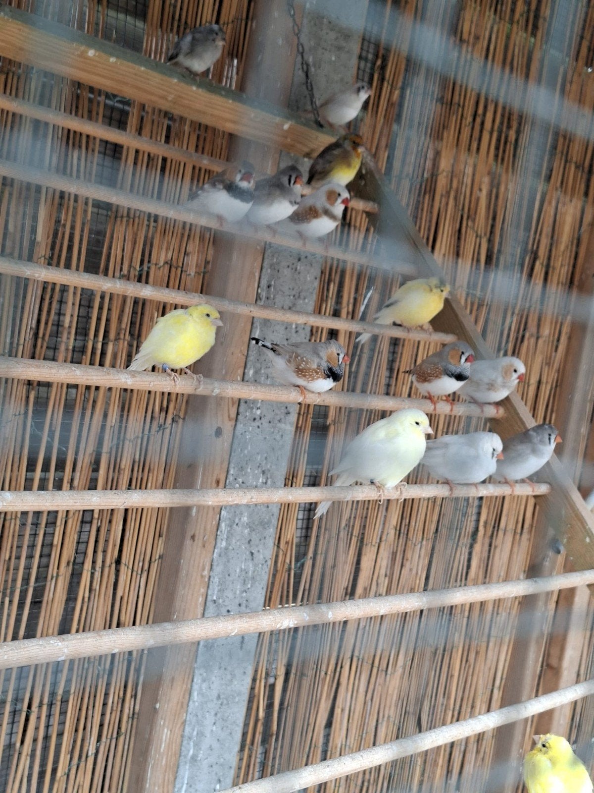 Complete Voiliere met vogels en toebehoren.