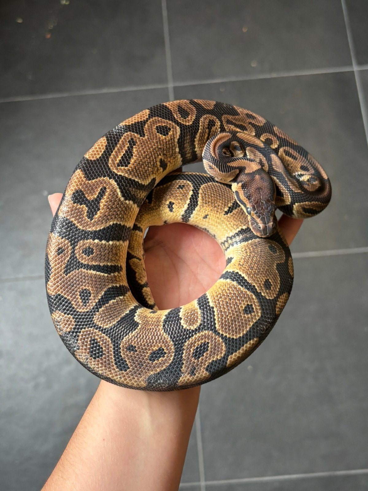 Twee Mannelijke pythons, Slang, Met terrarium, 0 tot 2 jaar