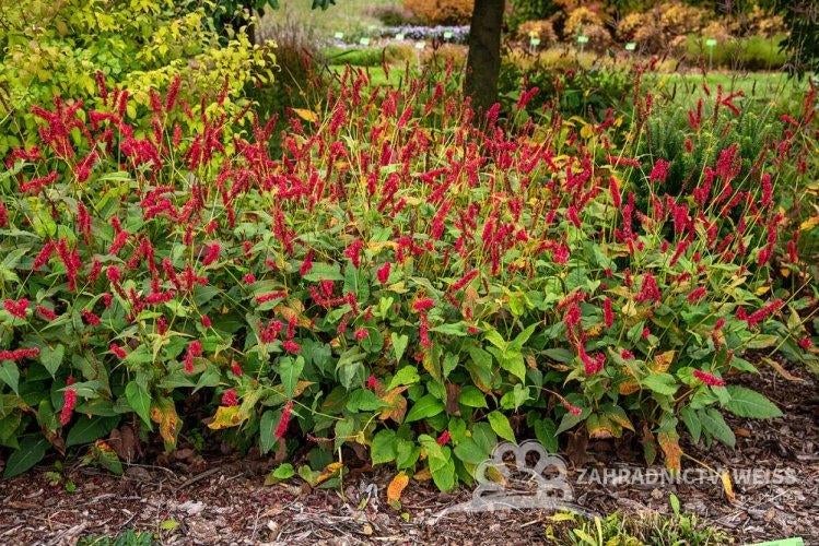 Persicaria Amplexicaulis Fat Domino, Ophalen, Zomer