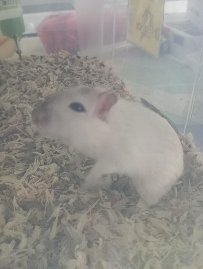 Vrouwelijke gerbil, Dieren en Toebehoren, November, Vrouwelijk, Overige typen