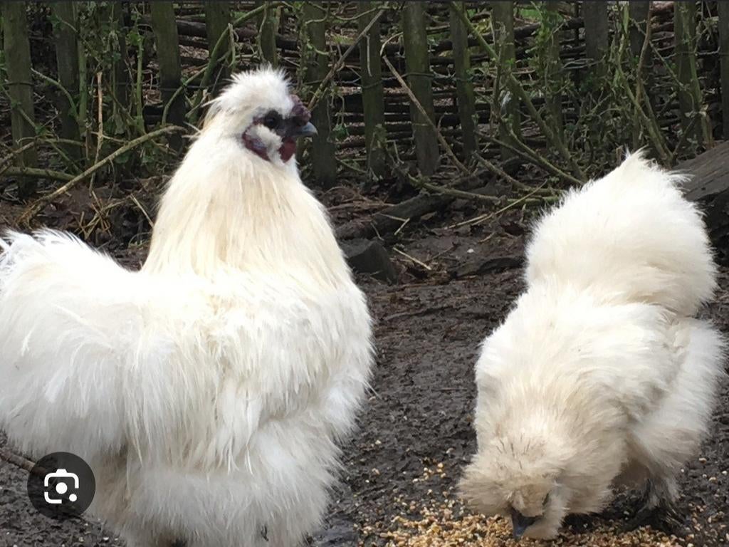 Zijdehoen Haantje Wit 09/25 ... GRATIS, Dieren en Toebehoren, Pluimvee