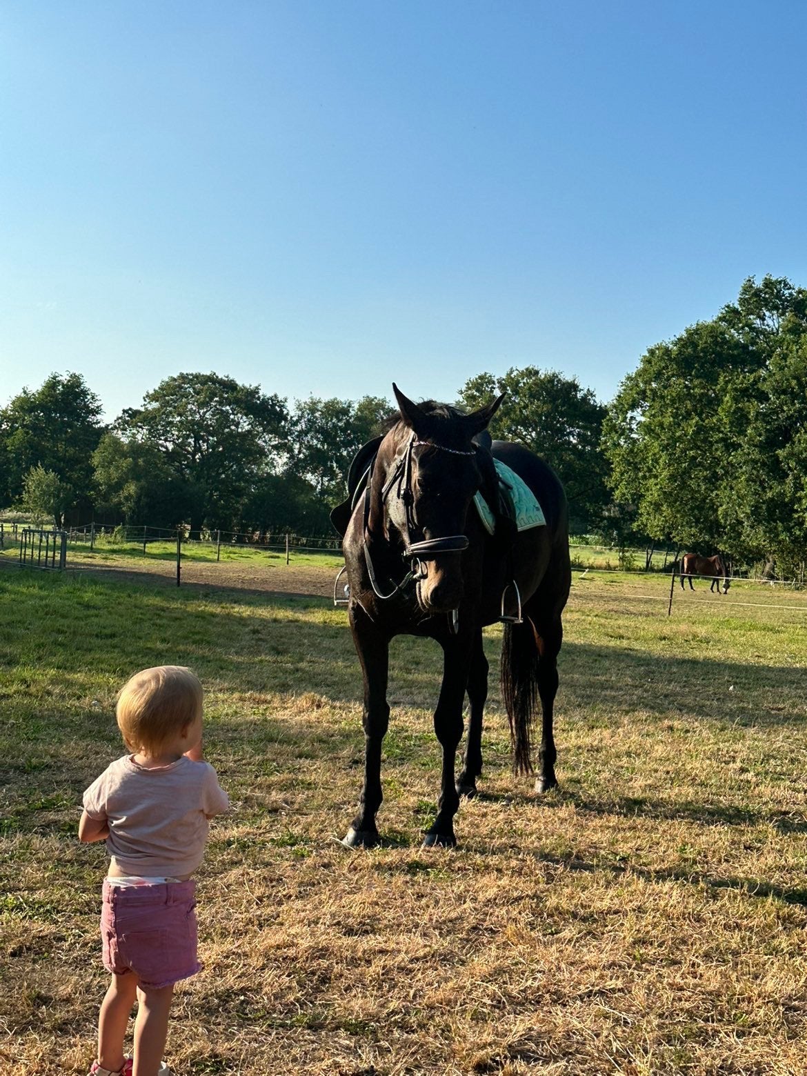 Paard ex draver, Dieren en Toebehoren, Cob (M), Ophalen, Zwart
