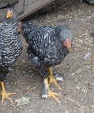 jonge Mechelse koekoek haan 4 maand oud., Dieren en Toebehoren, Pluimvee, Mannelijk, Kip