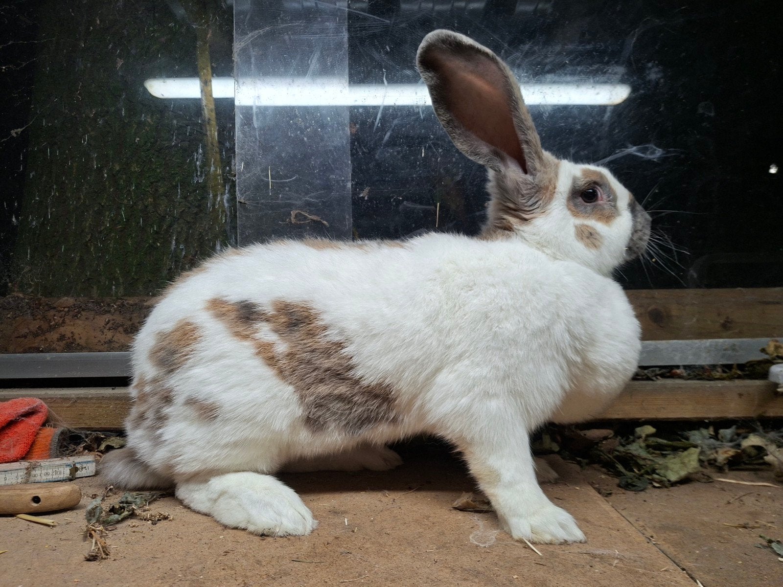 reuzevlinder voedster, Dieren en Toebehoren