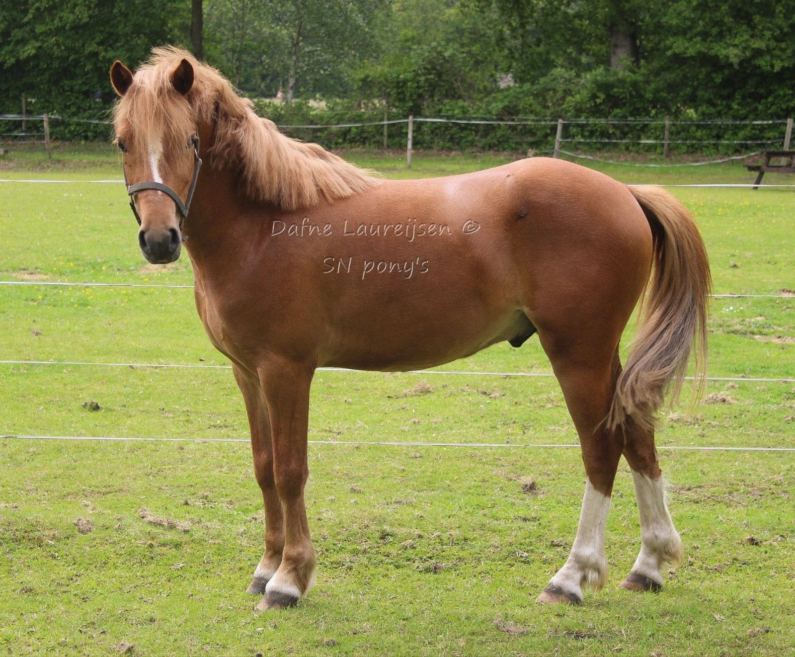 🩵🩵3.5 jarige Welsh pony 🩵🩵, Dieren en Toebehoren, Paarden, Ruin, Onbeleerd, Minder dan 160 cm, 3 tot 6 jaar, Met stamboom
