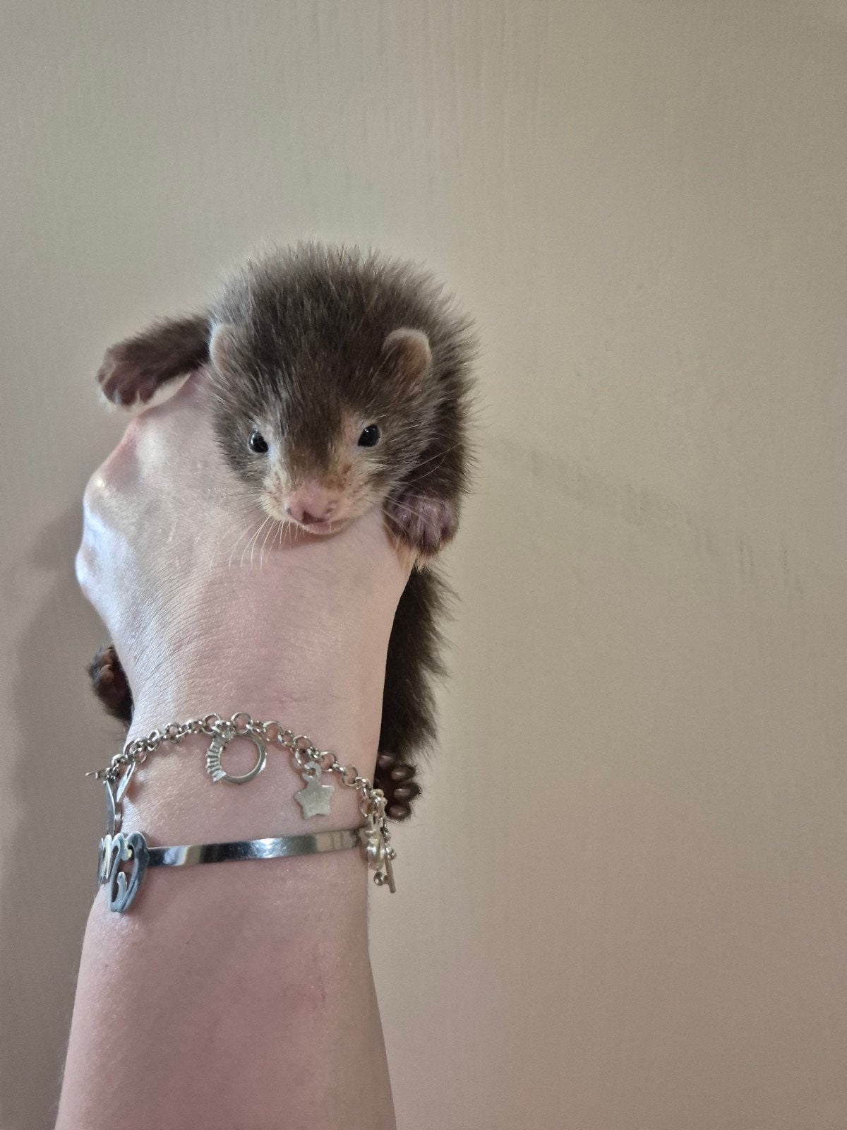 2 super mooie vol angora fretten moertjes pups, Animaux & Accessoires, Animaux Autre, Femelle, Mai