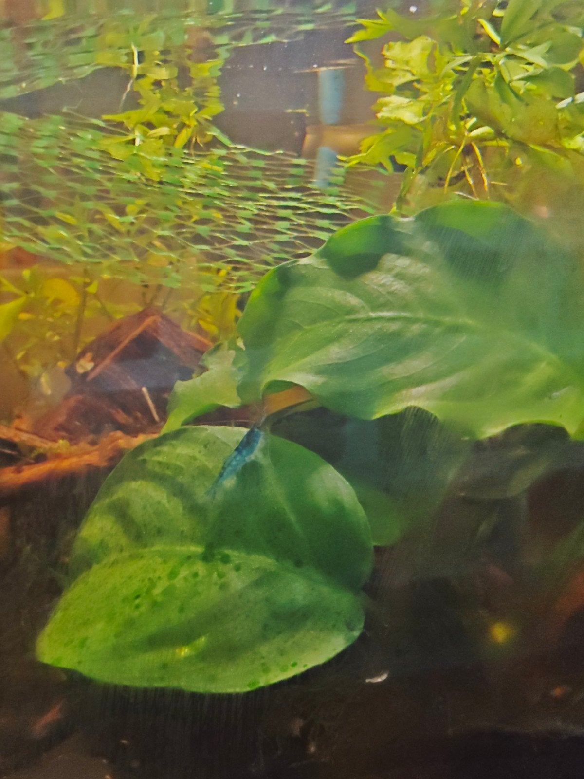 Neocaridina Bleu dream garnalen