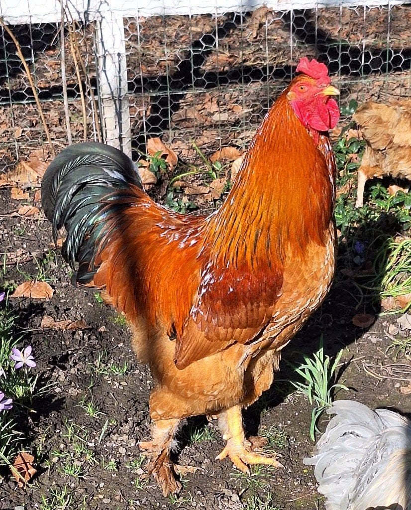 Brahma buff haan, Dieren en Toebehoren, Pluimvee, Mannelijk, Kip