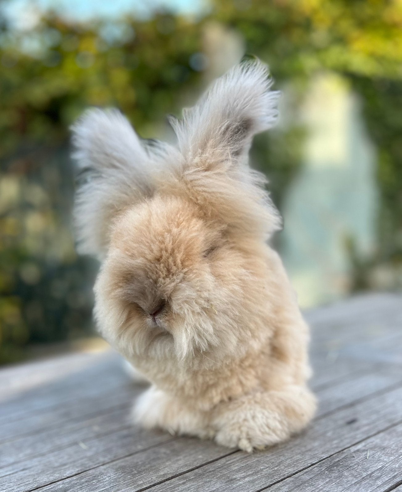 Raszuivere Engelse Angora konijn, Dieren en Toebehoren, Middelgroot
