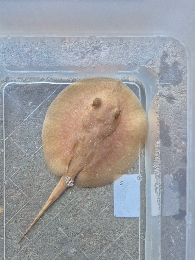 Potamotrygon , raie, Animaux & Accessoires, Poisson, Poisson d'eau douce