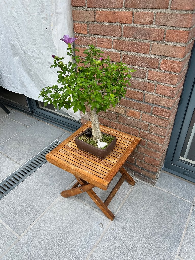 Bonsaï Hibiscus Syriacum, Autres espèces, Plein soleil, Été, Enlèvement