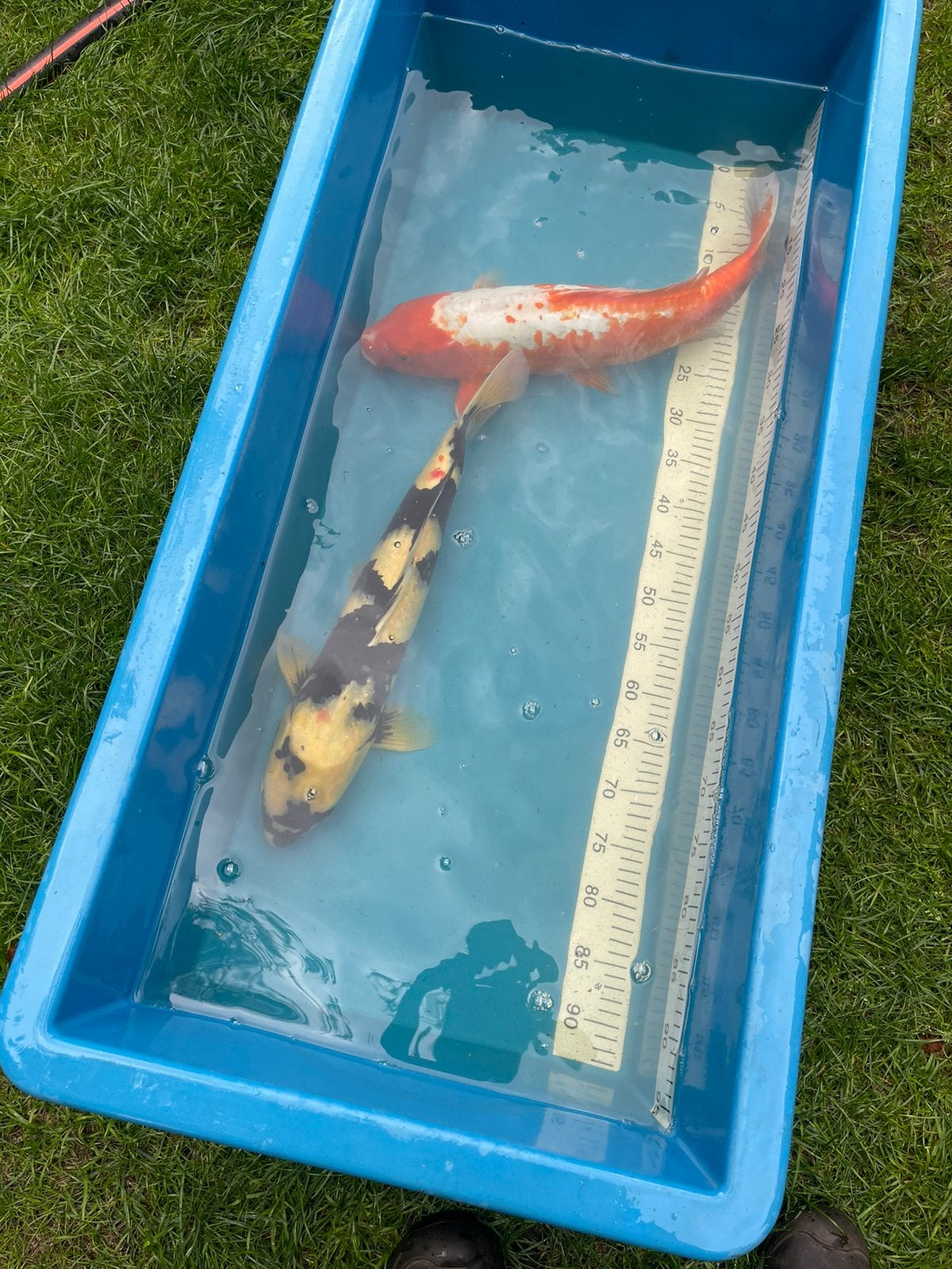 Koi, Dieren en Toebehoren, Vissen | Vijvervissen