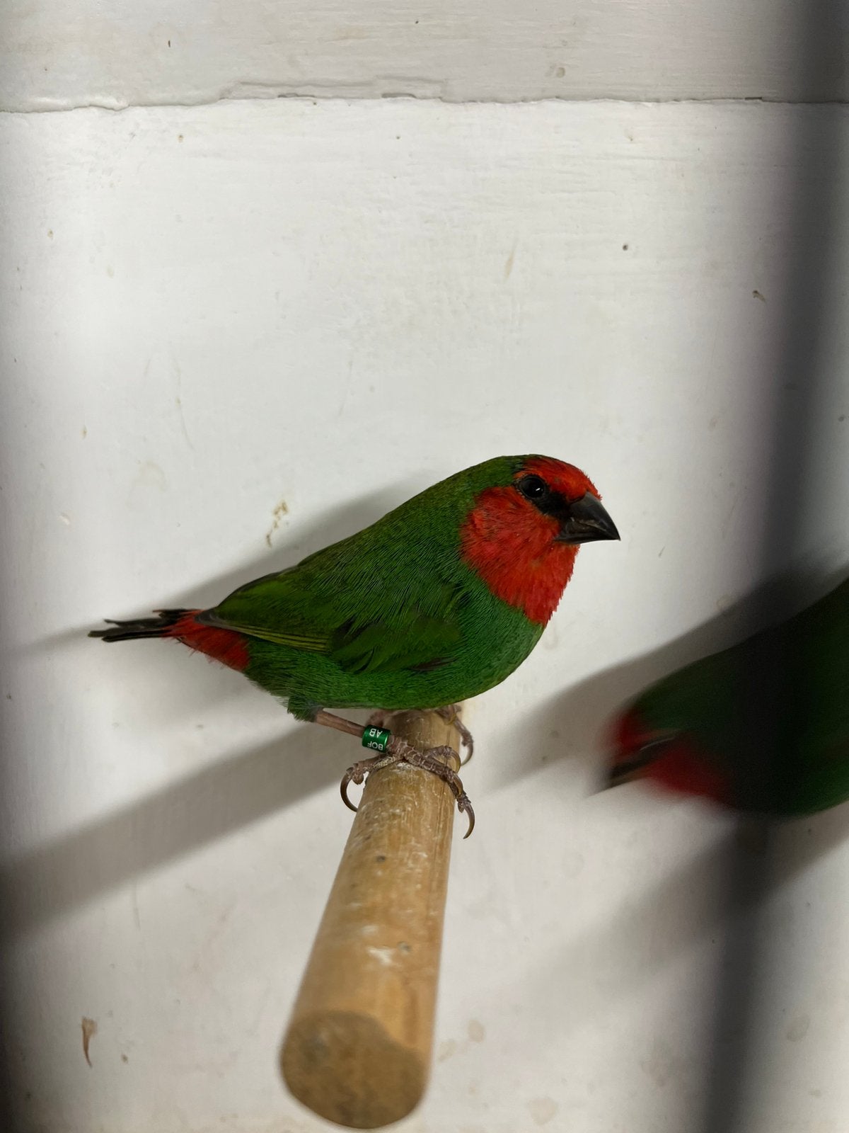 Roodkoppapegaaiamadines, Dieren en Toebehoren, Vogels | Overige Vogels