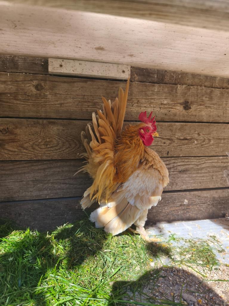 Serama Haantje, Dieren en Toebehoren, Mannelijk, Kip