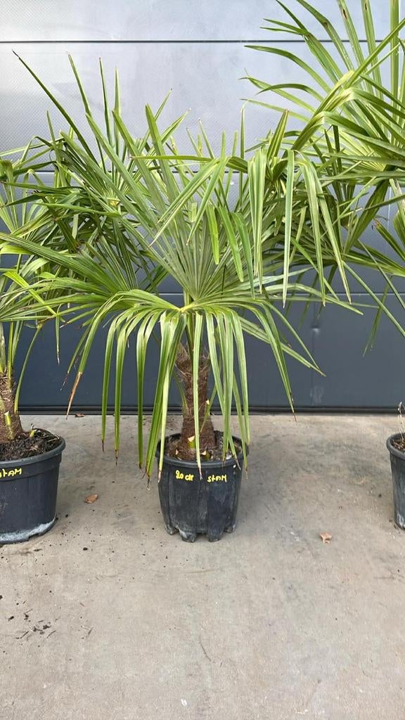 ‼️palmbomen trachycarpus fortunei aan stuntprijzen ‼️, Ophalen