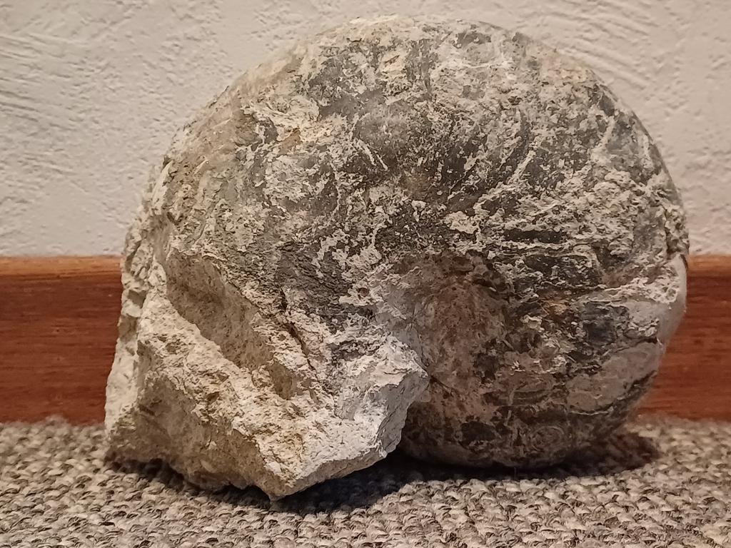 Ruwe robuuste ammoniet - Nautilus, Ophalen of Verzenden, Fossiel
