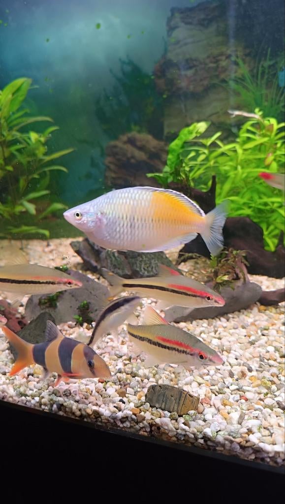 Regenboogvis te ruil, Poisson, Poisson d'eau douce, Banc de poissons