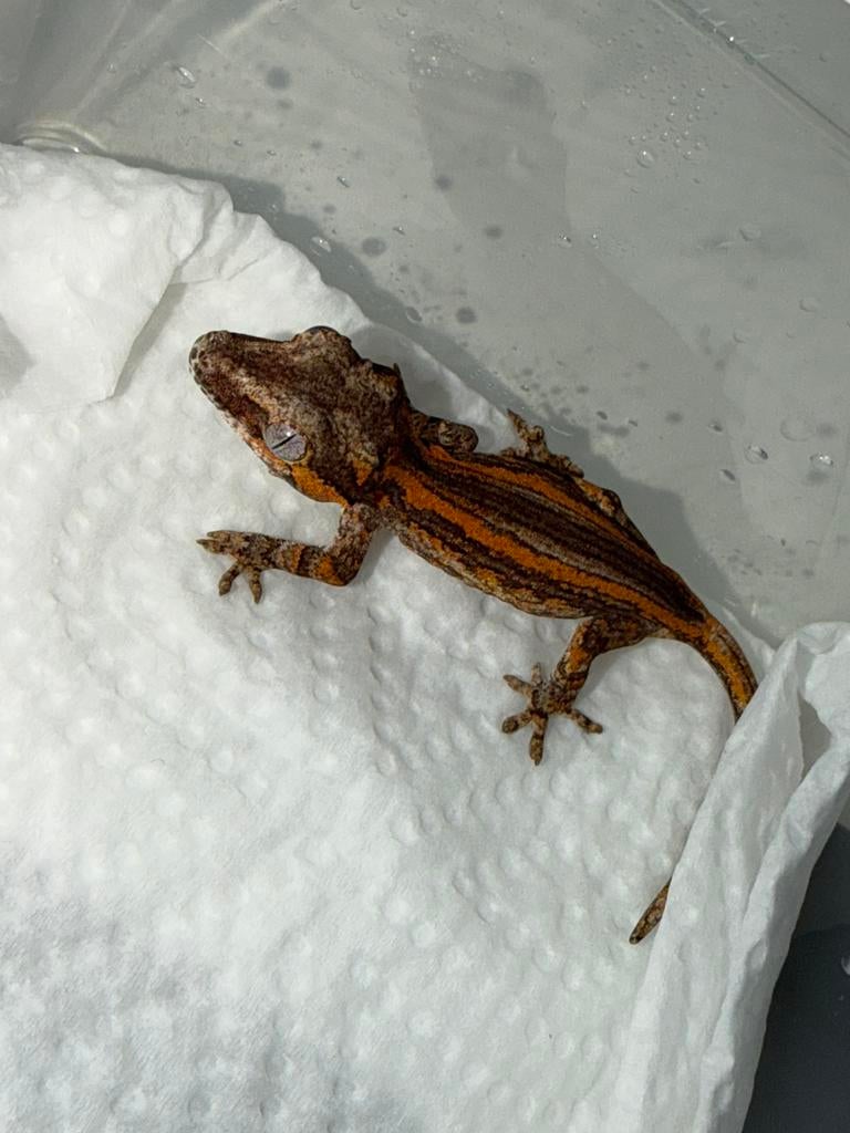 Gargoyle red stripe, Dieren en Toebehoren, Tam, 0 tot 2 jaar