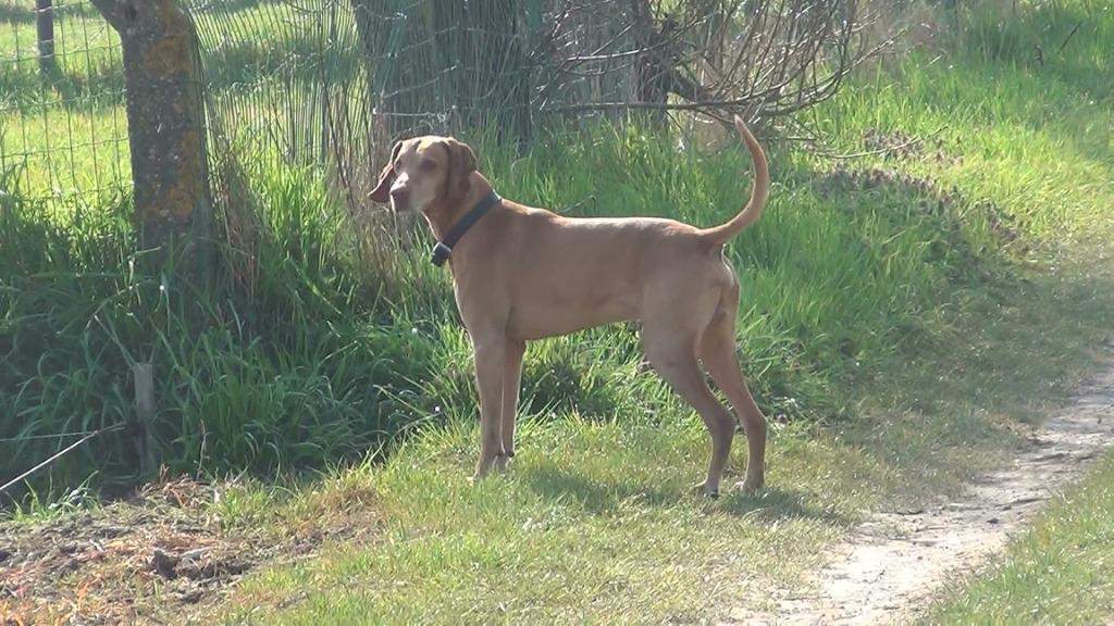 Dekreu Vizsla magyar korthaar, Dieren en Toebehoren, 6 jaar of ouder, België, Particulier, Reu